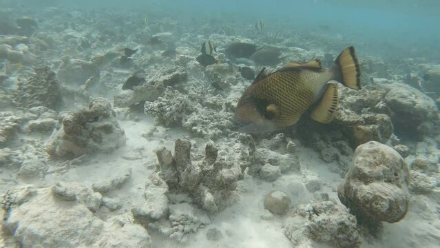 a giant triggerfish attacks me in the coral reef	
