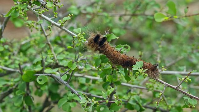 A big lymantria dispar or the gypsy moth caterpillar crawling on plant branch