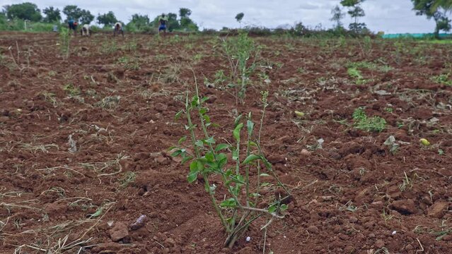 A view of a fresh jasmine plantation on the red soil field during spring