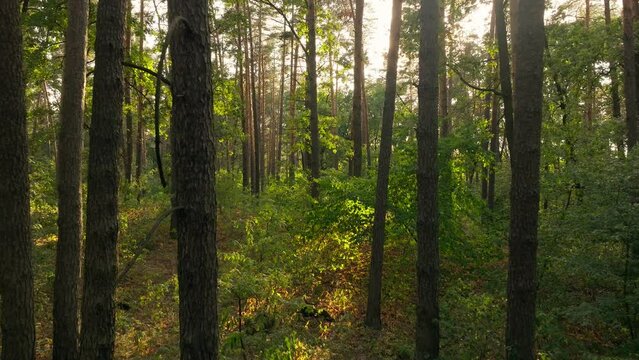 Green forest grass tre wood jungle sunset view aerial background footage