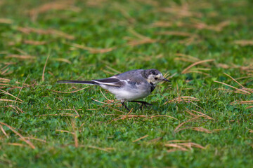 a wagtail, motacilla alba, is looking for food on the green lawn in the garden