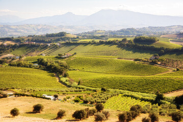 Countryside landscape with vineyards and farm lands