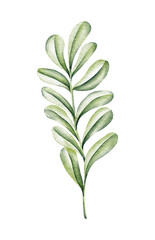 Fototapeta na wymiar Watercolor floral illustration green leaf branch for wedding stationary, greetings, wallpapers, fashion, background. Eucalyptus, olive, green leaf