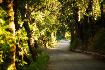 Road in a tree tunnel among woods, beautiful green forest