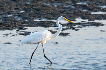 eastern great egret  feeding on mudflats, Fukuoka west ward, Japan