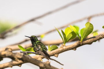 Wildlife Birding: Hummingbird in Caribbean nature