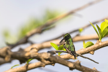 Wildlife Birding: Hummingbird in Caribbean nature