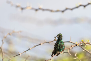 Wildlife Birding: Hummingbird in Caribbean nature