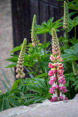 Beautiful Pink Flower