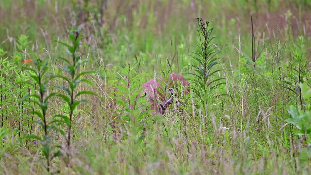 Mature Whitetail Deer buck with antlers feeding in tall grass at summer