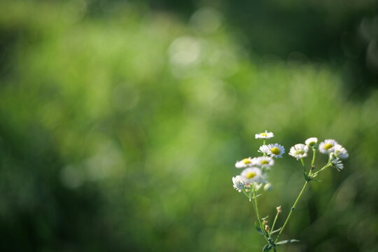 flowers in the field