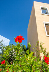 Greek building with red flower bush and blue sky (vertical, copy space)