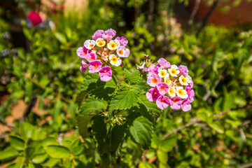 Lantana ‘Fruity Pebbles’, multicolor flowers, pink and yellow, close-up