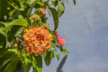 Lantana ‘Fruity Pebbles’, multicolor flowers, with grey background, copy space