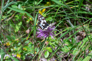 Papillon noir et blanc sur fleur