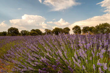 Fototapeta premium Captivating sunset sky with sunbeams over lavender fields - fascinating stock photography!