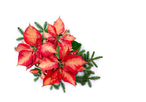 Christmas decoration. Flowers of red orange poinsettia, branch christmas tree on white background with space for text. Top view, flat lay