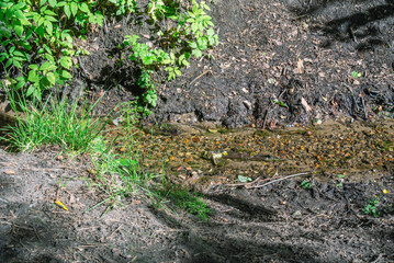 A small stream of pure water flows in the forest. Clean water in the forest. Environmentally friendly environment.