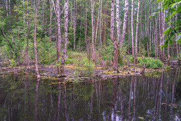 Landscape in a city park. View of a pond overgrown with plants and a forest. A small forest lake. Nature in hard-to-reach places.  An ecologically clean place. Trees near the water.