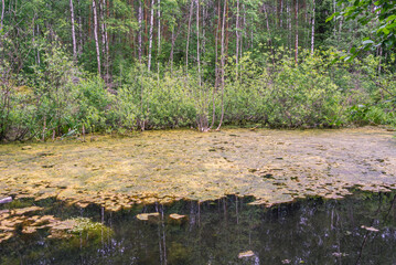 Landscape in a city park. View of a pond overgrown with plants and a forest. A small forest lake. Nature in hard-to-reach places.  An ecologically clean place. Trees near the water.
