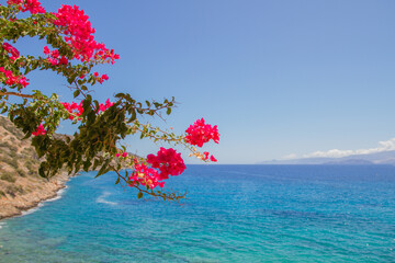 View of the turquoise mediterranean sea at the island of Crete, Greece, near Agios Nikolaos, with pink bougainville flowers