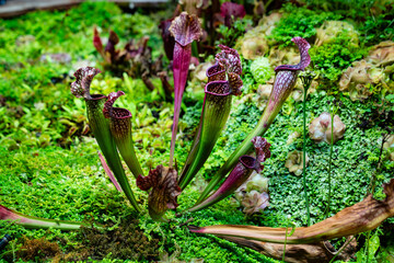 Sarracenia catches and kills insects by luring them into its narrow jugs