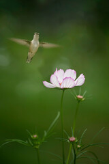 hummingbird bird in the air among blooming flowers in the garden.