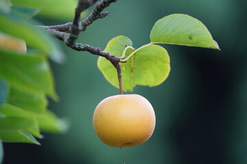 Nashi pear (Pyrus pyrifolia) Rosaceae family. China