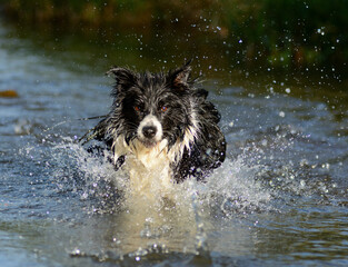 Pies rasy Border Colli pływający w wodzie - obrazy, fototapety, plakaty