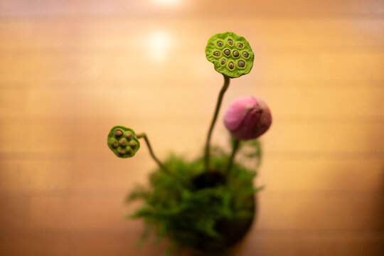 ハスの花と蓮の実を花瓶に生ける