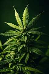 Real Cannabis Leaf, Marijuana  | Ai Generated