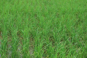 green rice background