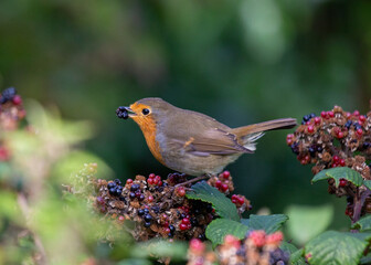 Robin Red Breast (Erithacus rubecula) in Dublin, Ireland