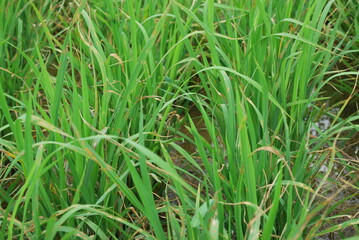 rice closeup