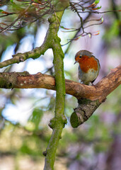 Robin Red Breast (Erithacus rubecula) in Dublin, Ireland