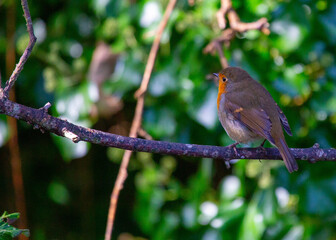 Robin Red Breast (Erithacus rubecula) in Dublin, Ireland