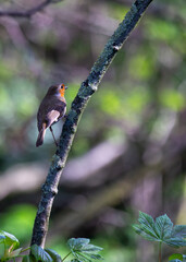 Robin Red Breast (Erithacus rubecula) in Dublin, Ireland