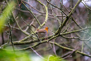 Robin Red Breast (Erithacus rubecula) in Dublin, Ireland