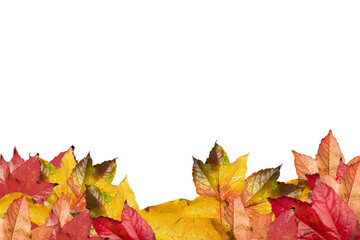 Digital png illustration of autumn leaves on transparent background