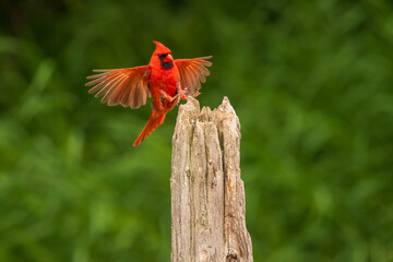 Male Cardinal flying onto a post