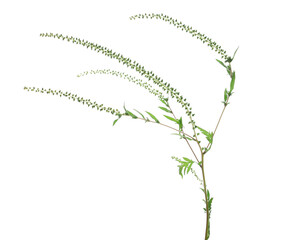 Fresh common Ragweed with seeds (Ambrosia artemisiifolia) isolated on white, clipping path 