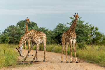 Naklejka na ściany i meble Giraffes walking around and searching for food in the Kruger National Park in South Africa