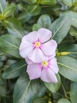 pink white vinka flowers in the photo with a high angle