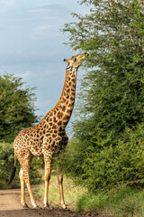 Giraffes walking around and searching for food in the Kruger National Park in South Africa