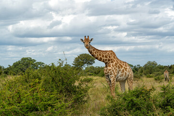 Giraffes walking around and searching for food in the Kruger National Park in South Africa