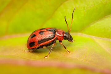 Small Bean Leaf Beetle taking sunbath on a peoni leaf with blurred background and copy space