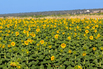 field of sunflowers for the manufacture of sunflower oil in Salamanca, Spain