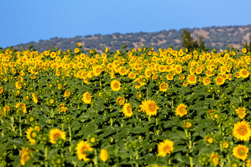 field of sunflowers for the manufacture of sunflower oil in Salamanca, Spain