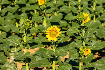 field of sunflowers for the manufacture of sunflower oil in Salamanca, Spain