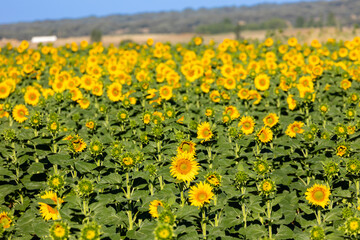 field of sunflowers for the manufacture of sunflower oil in Salamanca, Spain